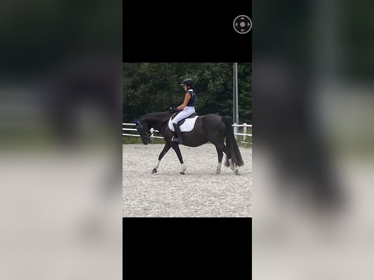Welsh-D Merrie 7 Jaar 146 cm Zwart in Morschen12500