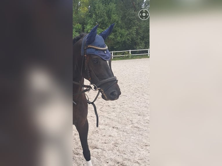 Welsh-D Merrie 7 Jaar 146 cm Zwart in Morschen12500