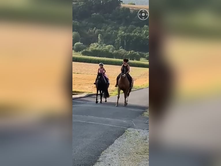 Welsh-D Merrie 7 Jaar 146 cm Zwart in Morschen12500