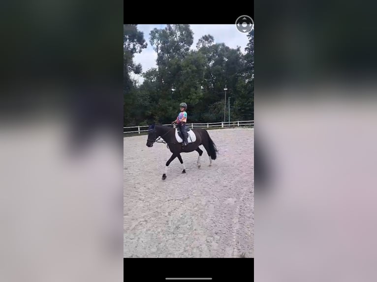 Welsh-D Merrie 7 Jaar 146 cm Zwart in Morschen12500