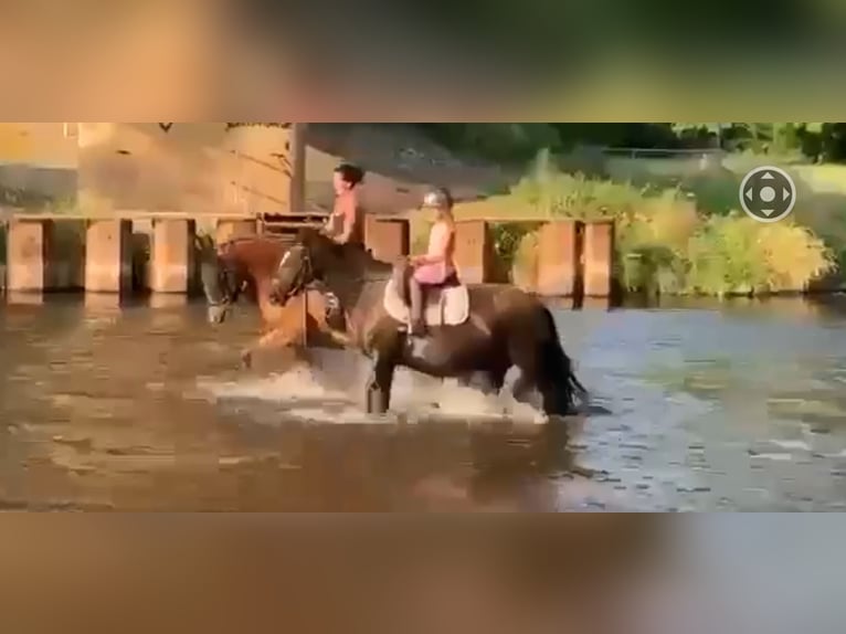 Welsh-D Merrie 7 Jaar 146 cm Zwart in Morschen12500