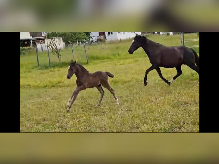 Welsh-D Merrie 7 Jaar 147 cm Zwart in Morschen