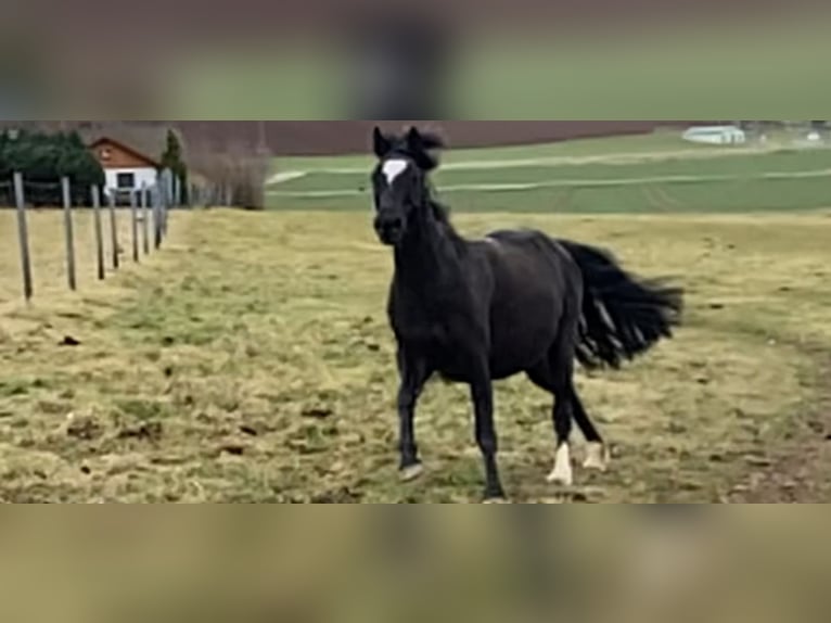 Welsh-D Merrie 7 Jaar 148 cm Zwart in Morschen12500