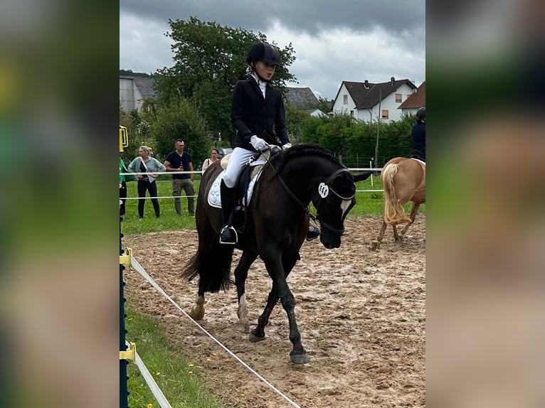 Welsh-D Merrie 7 Jaar 148 cm Zwart in Morschen12500