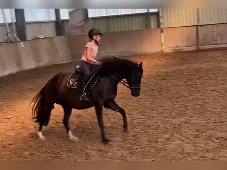 Welsh-D Merrie 7 Jaar 148 cm Zwart in Morschen12500