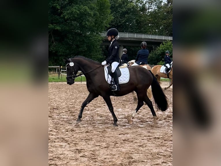 Welsh-D Merrie 7 Jaar 148 cm Zwart in Morschen12500
