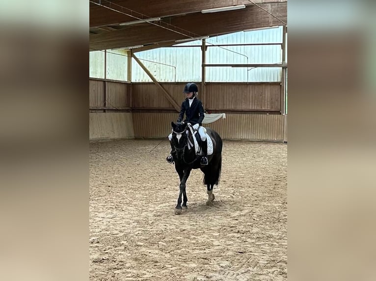 Welsh-D Merrie 7 Jaar 148 cm Zwart in Morschen12500