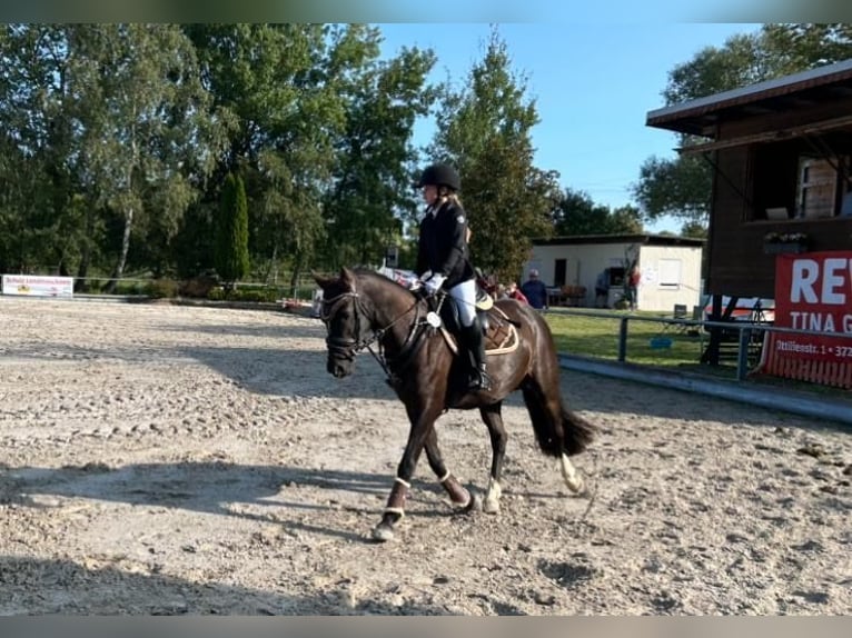 Welsh-D Merrie 7 Jaar 148 cm Zwart in Morschen12500