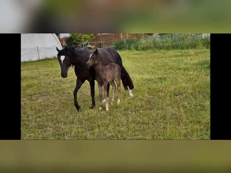 Welsh-D Merrie 7 Jaar 148 cm Zwart in Morschen12500