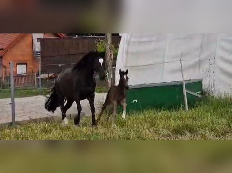 Welsh-D Merrie 7 Jaar 148 cm Zwart in Morschen12500