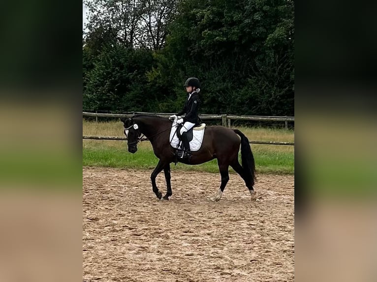 Welsh-D Merrie 7 Jaar 148 cm Zwart in Morschen12500