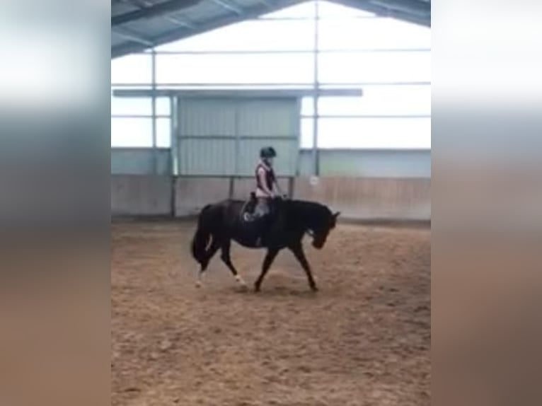 Welsh-D Merrie 7 Jaar 148 cm Zwart in Morschen12500