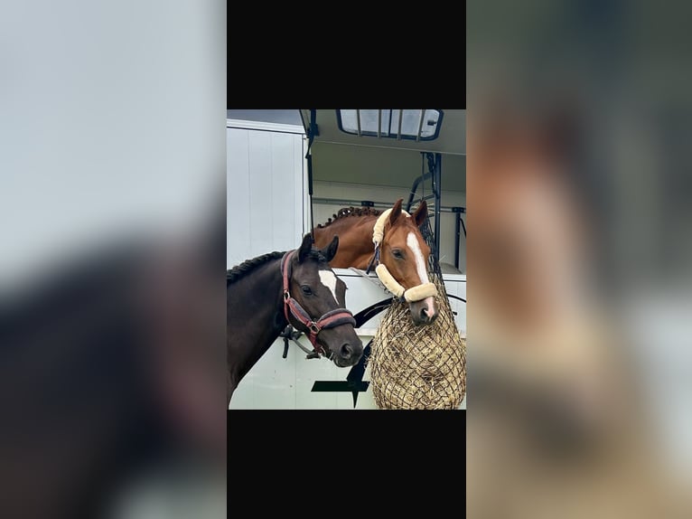 Welsh-D Merrie 7 Jaar 148 cm Zwart in Morschen12500