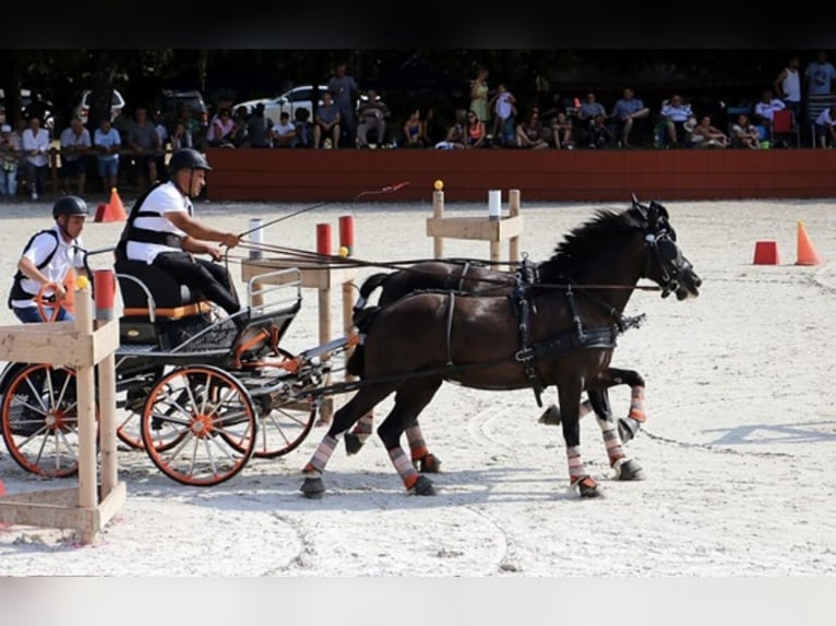 Welsh-D Merrie 7 Jaar 149 cm Zwart in Pécs