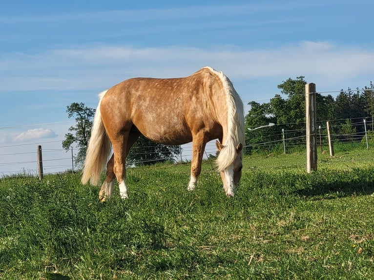 Welsh-D Merrie 7 Jaar 150 cm Palomino in Weistrach