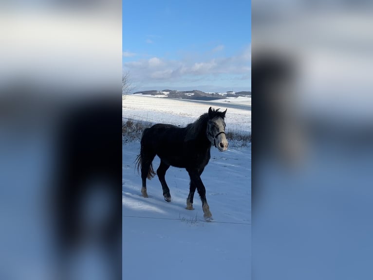 Welsh-D Mix Merrie 7 Jaar 151 cm Blauwschimmel in Felsbergerhof