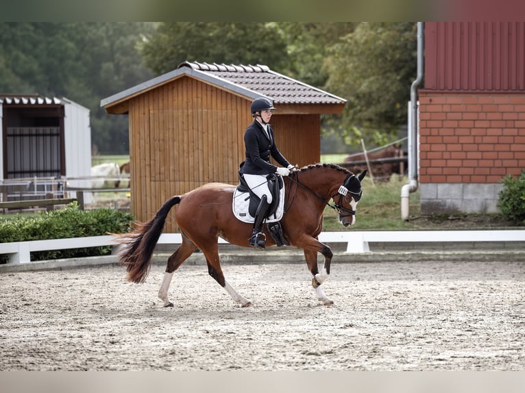 Welsh-D Merrie 7 Jaar 151 cm Bruin in Achim