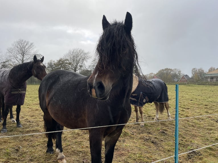 Welsh-D Merrie 7 Jaar 152 cm in Glüsing