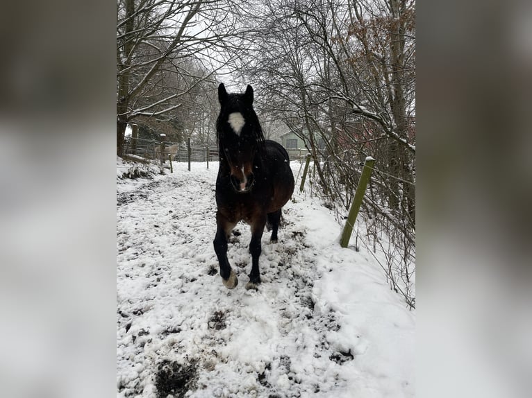 Welsh-D Merrie 7 Jaar 152 cm in Glüsing