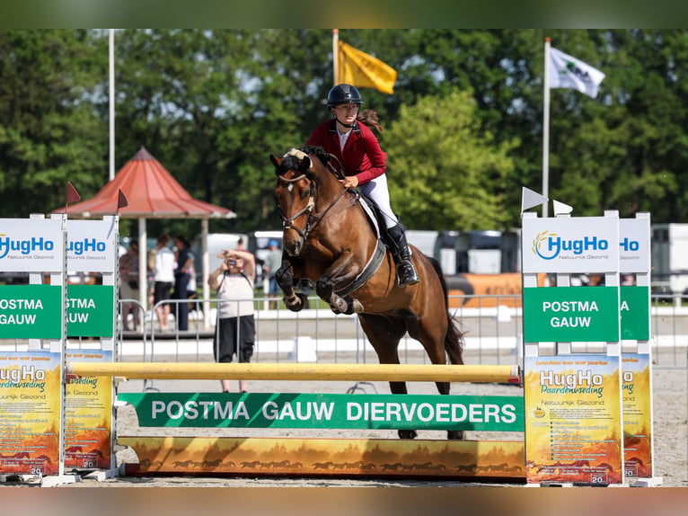 Welsh-D Merrie 7 Jaar 153 cm Bruin in Aldeboarn