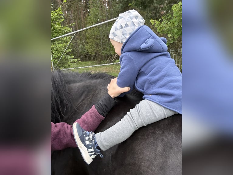 Welsh-D Merrie 7 Jaar 159 cm Zwart in Ledce