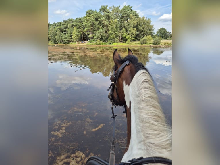 Welsh-D Mix Merrie 8 Jaar 145 cm Gevlekt-paard in Enschede