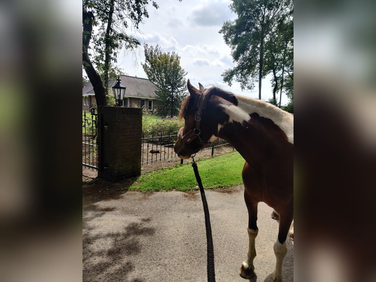Welsh-D Mix Merrie 8 Jaar 145 cm Gevlekt-paard in Enschede