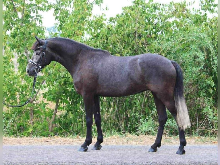 Welsh-D Merrie 8 Jaar 147 cm Schimmel in Kecskemet