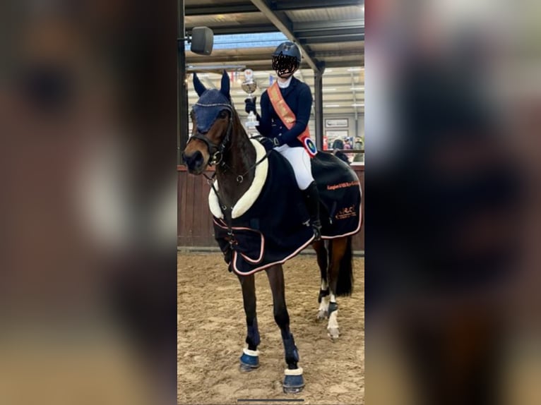 Welsh-D Merrie 8 Jaar 148 cm Donkerbruin in Vught