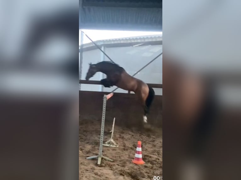 Welsh-D Merrie 8 Jaar 148 cm Donkerbruin in Vught