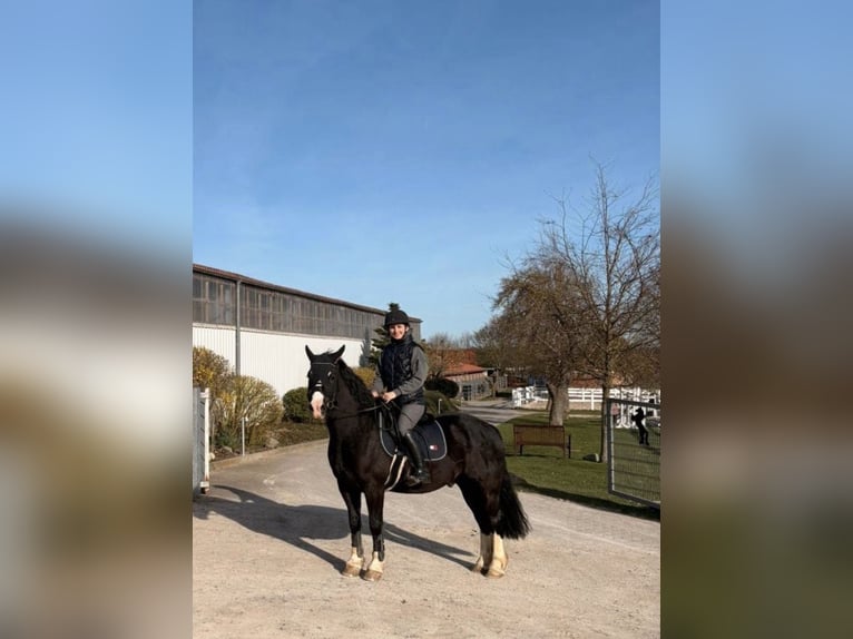Welsh-D Merrie 8 Jaar 155 cm Zwartbruin in Northeim