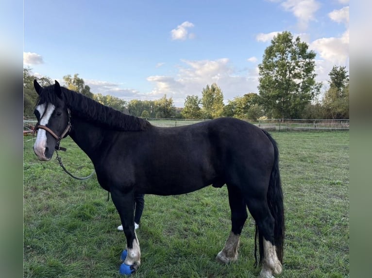 Welsh-D Merrie 8 Jaar 155 cm Zwartbruin in Northeim
