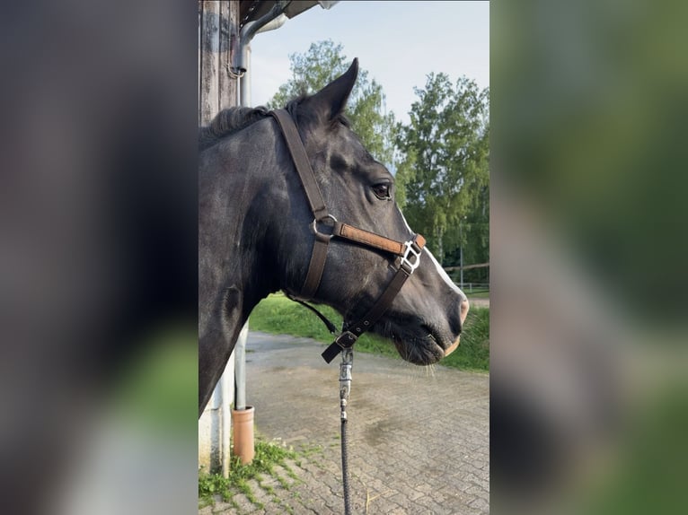 Welsh-D Merrie 8 Jaar 155 cm Zwartbruin in Northeim