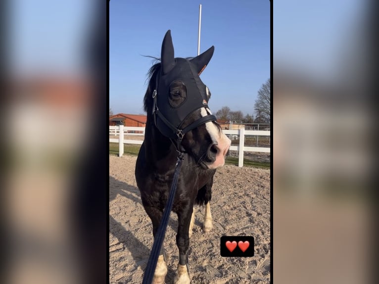 Welsh-D Merrie 8 Jaar 155 cm Zwartbruin in Northeim