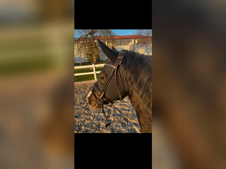 Welsh-D Merrie 8 Jaar 155 cm Zwartbruin in Northeim