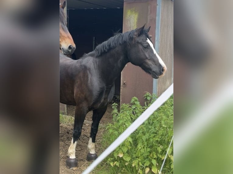 Welsh-D Merrie 8 Jaar 155 cm Zwartbruin in Northeim