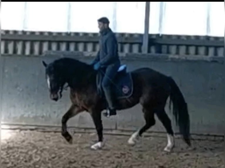 Welsh-D Merrie 8 Jaar 156 cm Bruin in Visselhövede