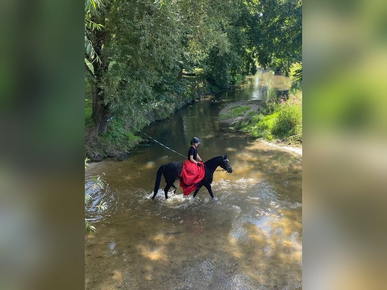 Welsh-D Merrie 9 Jaar 143 cm Zwartbruin in Haussez