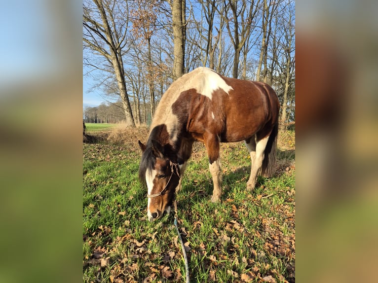 Welsh-D Mix Merrie 9 Jaar 145 cm Gevlekt-paard in Enschede