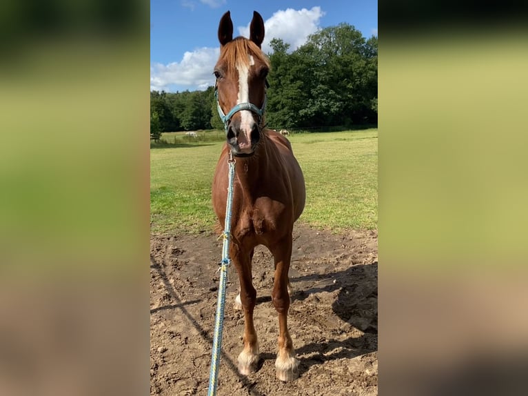 Welsh-D Merrie 9 Jaar 148 cm Vos in Tornesch