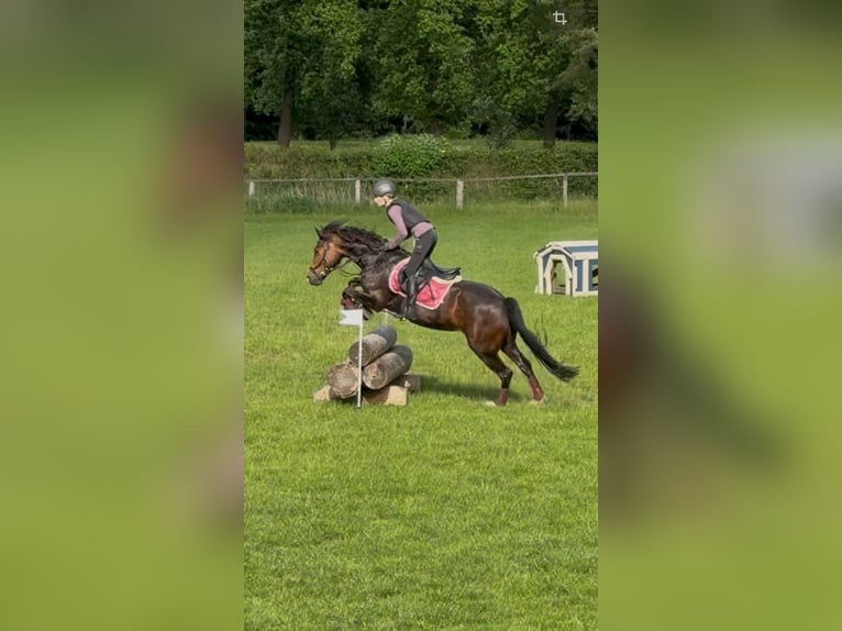 Welsh-D Merrie 9 Jaar 150 cm Donkerbruin in Dettum