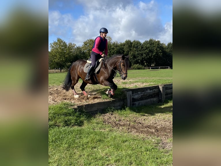 Welsh-D Merrie 9 Jaar 150 cm Donkerbruin in Dettum