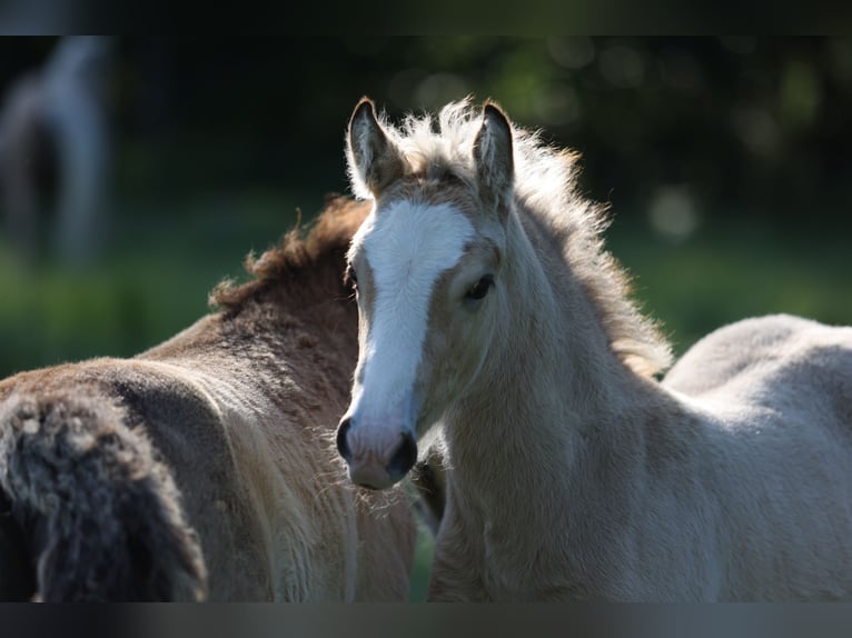Welsh-D Merrie Veulen (04/2026) 148 cm Buckskin in Kirchlengern