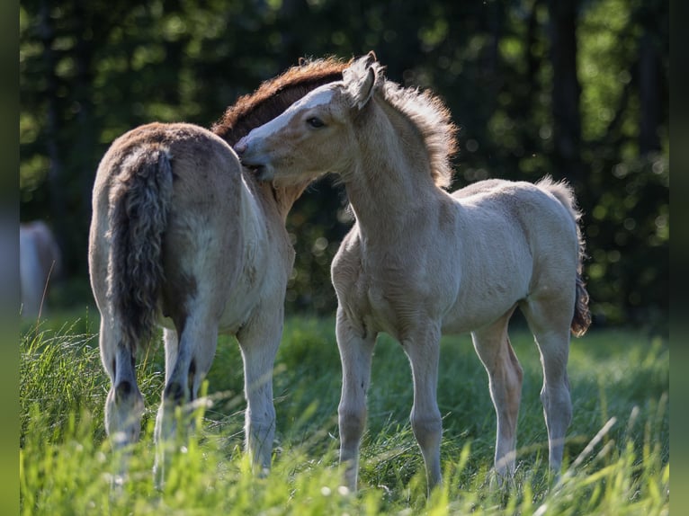 Welsh-D Merrie Veulen (04/2026) 148 cm Buckskin in Kirchlengern