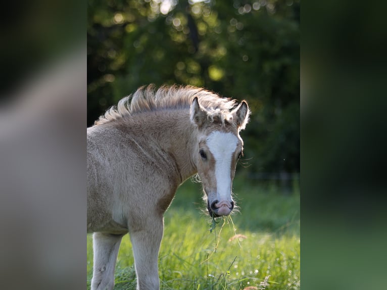 Welsh-D Merrie Veulen (04/2026) 148 cm Buckskin in Kirchlengern