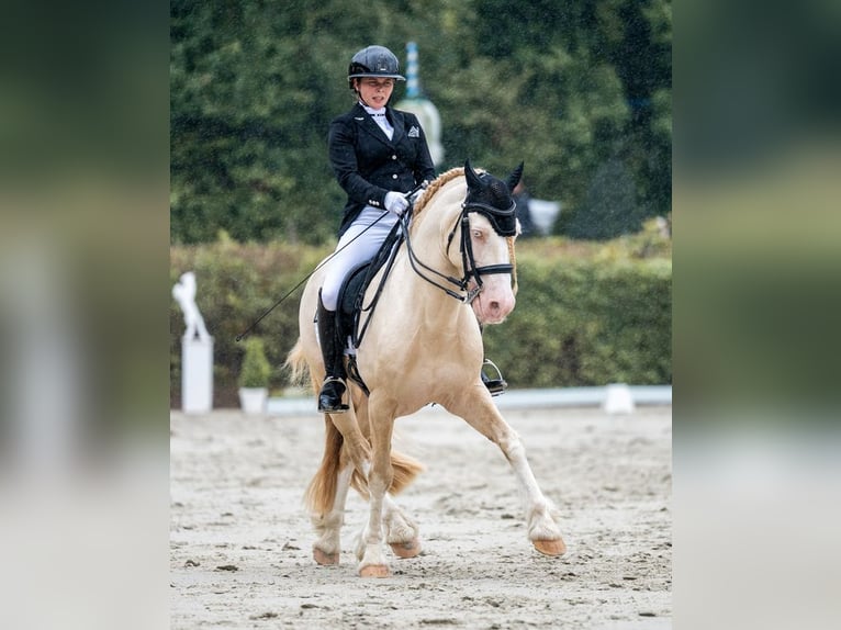 Welsh-D Merrie Veulen (04/2026) 148 cm Buckskin in Kirchlengern