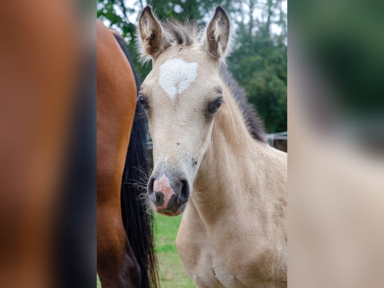 Welsh-D Merrie Veulen (06/2025) 150 cm Buckskin in Schleiden