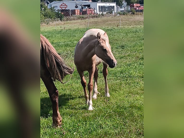 Welsh-D Merrie Veulen (03/2025) 152 cm Palomino in Kreuztal