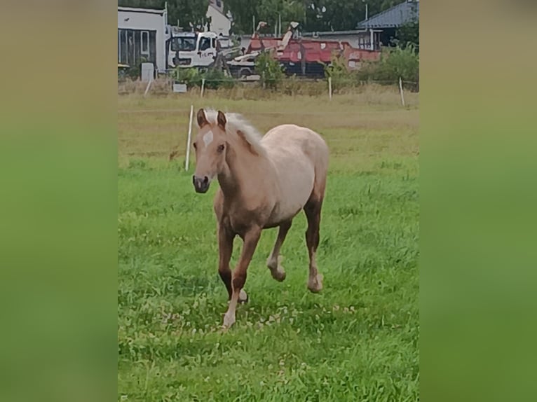 Welsh-D Merrie Veulen (03/2025) 152 cm Palomino in Kreuztal