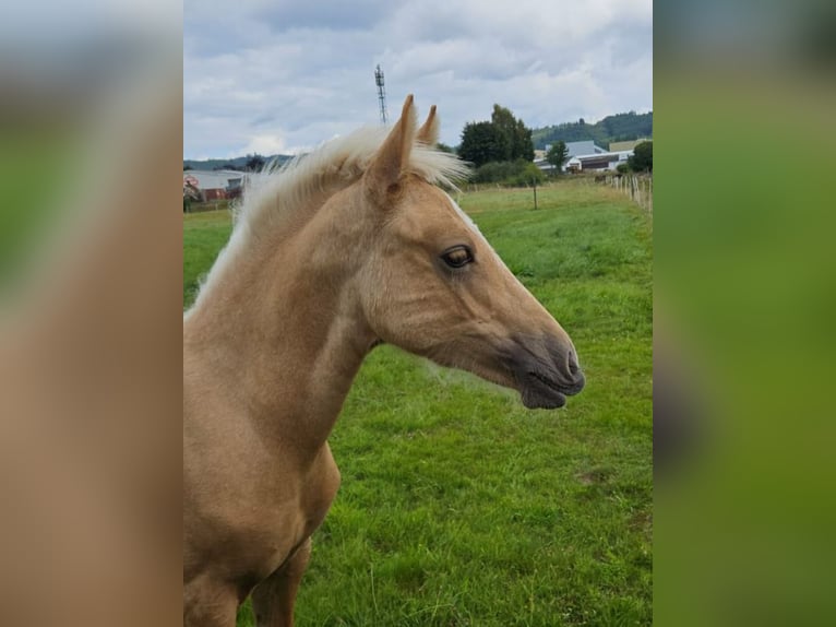 Welsh-D Merrie Veulen (03/2025) 152 cm Palomino in Kreuztal